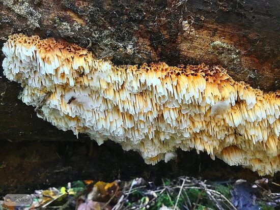Pycnoporellus alboluteus